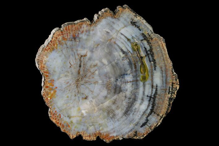 Polished Petrified Wood (Araucarioxylon) Round - Utah #143847